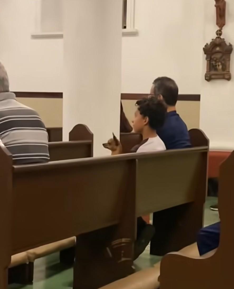 Animals in Church A small brown dog sitting upright in a church pew beside a boy, with other worshippers in the pews around them